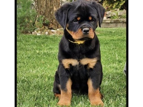 Rottweiler saf ırk