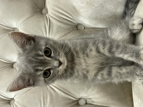 Sahiplendirme british shorthair