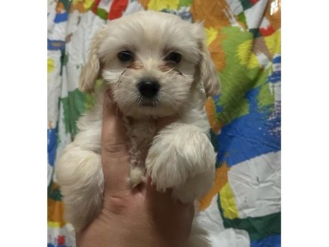 Son 3 yavru maltese terrier köpekler