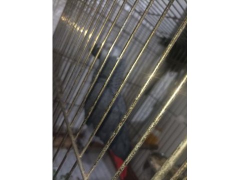 Konuşan ele kola omuza gelen jako papağanı