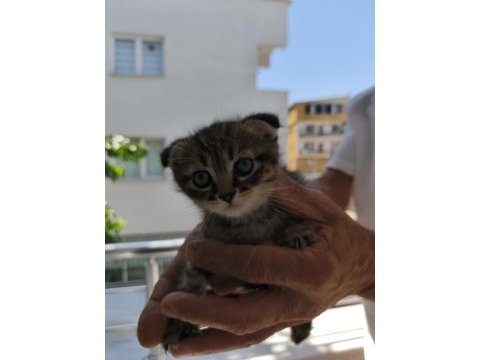 Sütten yeni kesilmiş scottish fold ve iran chinchilla yavru