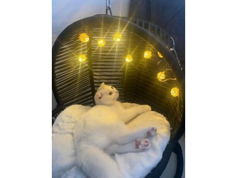 7 aylık scottish fold