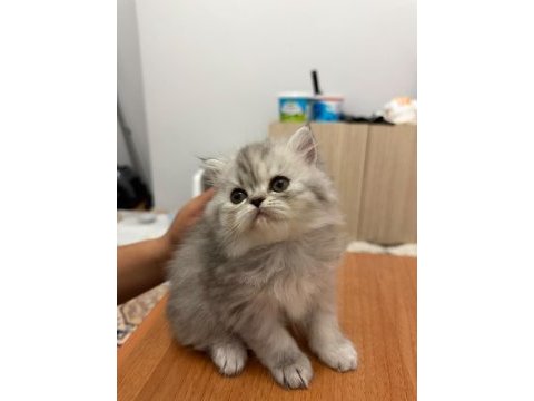 British longhair ve iran chinchilla