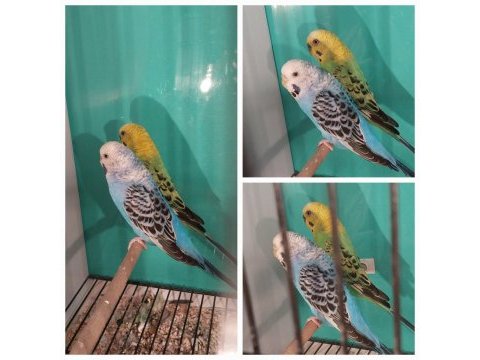 Yavrulu muhabbet kuşu çifti