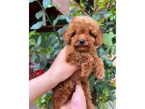 Kilo garantili toy poodle yavrularimiz