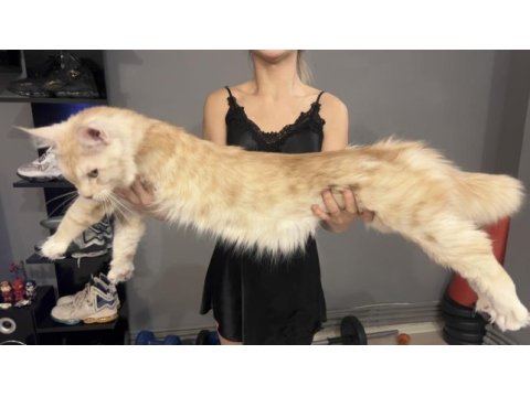 Saf kan dev xxl boy maine coon yavruları