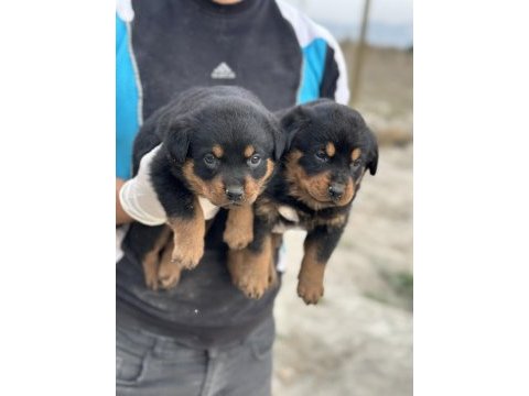 Rottweiler yavruları yeni ailelerini bekliyor