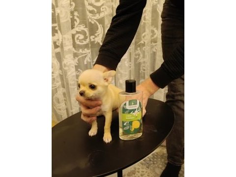 Tea cup şivava yavrumuz üst kalite elma kafa küt burun