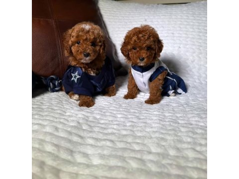 Korekan maltipoo üst seviye