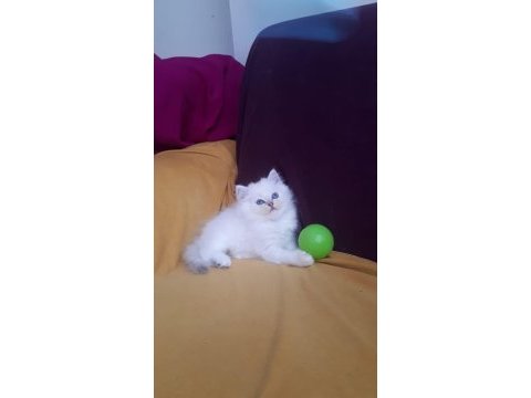 British longhair safkan disi erkek yavrularimiz