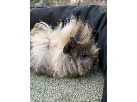 Yavru guinea pig