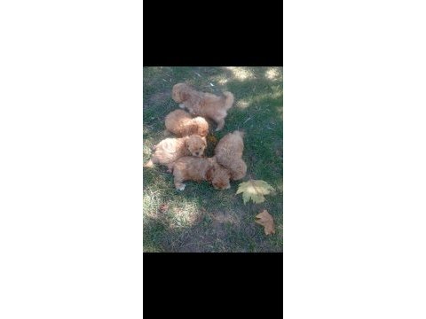 Tuvalet eğitimli maltipoo yavrular