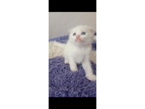 Sahibinden kedi