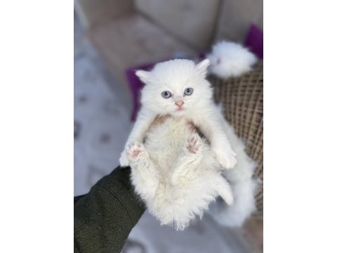 Sağlık garantili kediler ve tüm ırklar mevcuttur