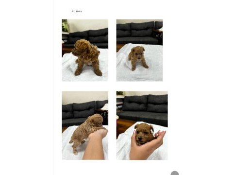Maltipoo bebekler