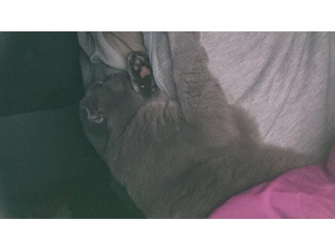 11 aylık scottish fold