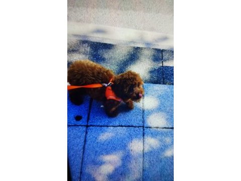 Toy poodle orjinal