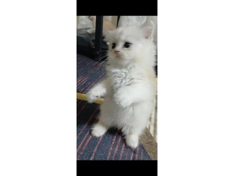 British longhair 35 günlük