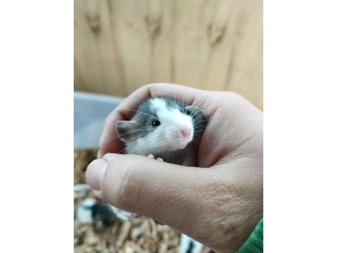 Dumbo rat husky kepçe kulak fethiyeden tüm şehirlere