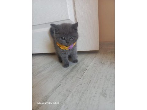 2 aylık kedimiz duman