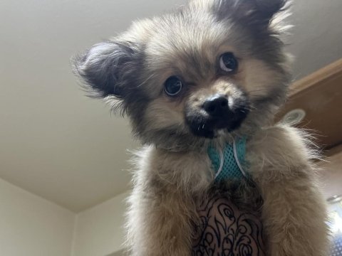 Pomeranian 4-5 aylık erkek