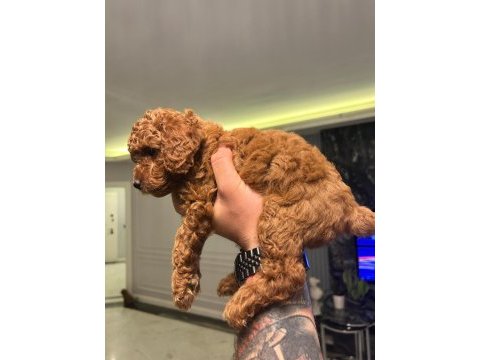 A plus poodle yavrular