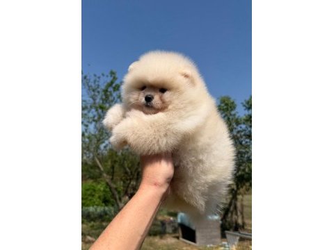 Ayı surat pomeranian bebeğimiz