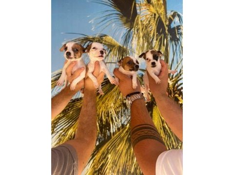 Jack russell yavrularımız hazırdır