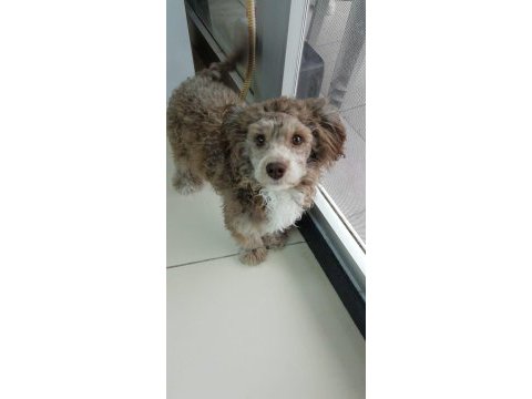 Güzel maltipoo oğlumuza eş arıyoruz