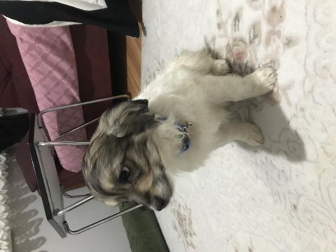 Boncuk gözlü pekinezler