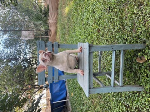 Her renk ve türde french bulldog mevcuttur