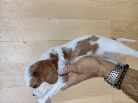 Cavalier king charles yavrularımız