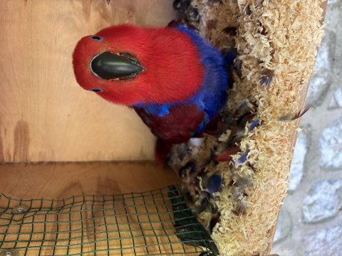 Resmi belgeli yavru veren konuşan eclectus çift papağanı