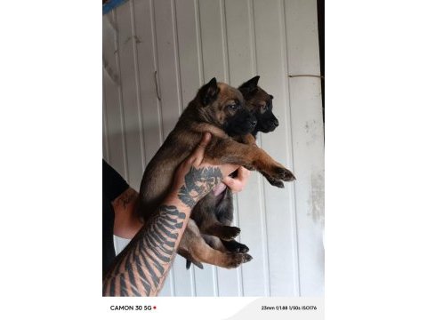 Belçika malinois yavrularımız ırk garantilidir