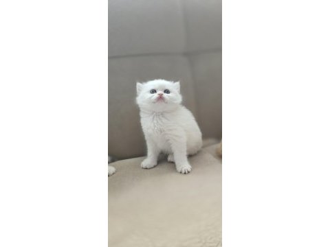 Kedimiz yurtdışındandır petshopcular ulaşmasın