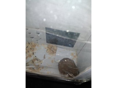 Yavru suriye hamster bebek 2 aylık