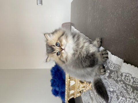 British shorthair cana yakın kedimiz