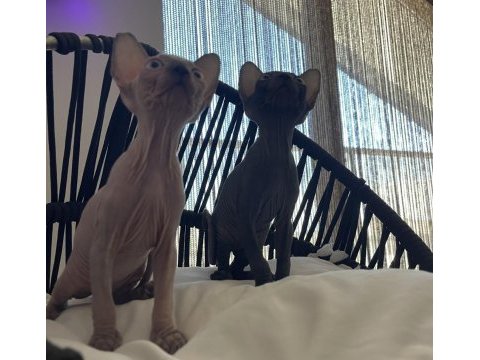 Sphynx sfenks yavru