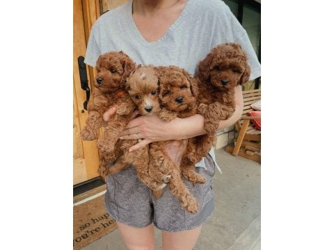 Poodle bebeklerimiz