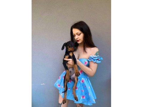 İri doberman yavrularım
