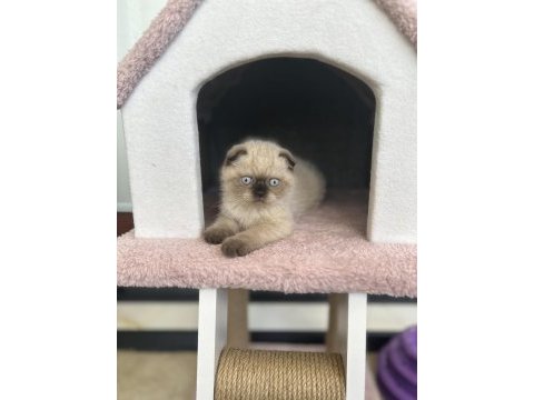 Scottish fold kedimiz yuvasını arıyor