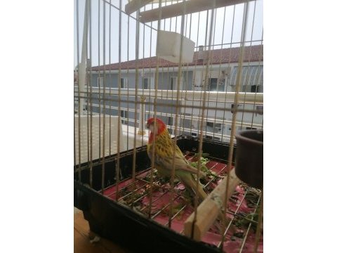 İki adet rozella papağanı