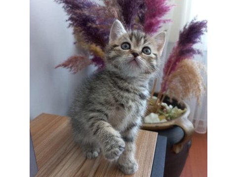 Golden black sağlıklı süper yavrular british shorthair