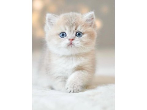 Bulunmaz rengiyle by golden british shorthair 