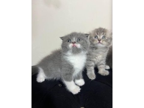 Safkan scottish fold yavruları