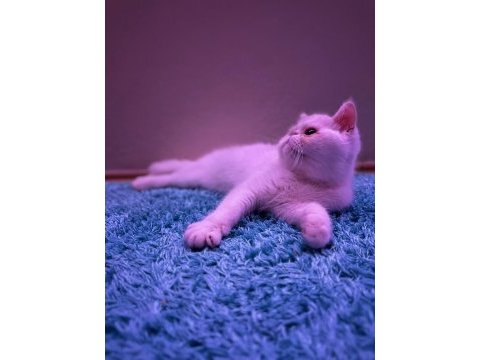 Exotic shorthair sağlıklı erkek yavrumuz