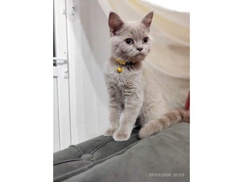 British shorthair yavrumuz