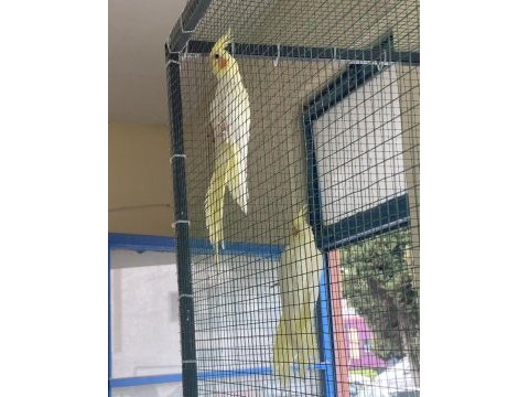 Yeme düşmüş üretimden bilezikli sultan papağanı yavrular