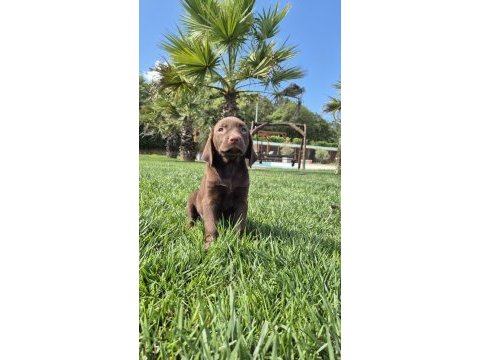 Ruhsatli çiflikten özel labrador yavruları istanbul