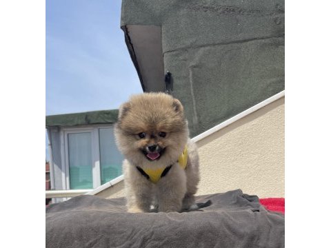 Ayı surat pomeranian boo yaru